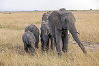 Afrikanischer Elefant