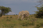 junger Afrikanischer Elefant