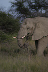 Afrikanischer Elefant