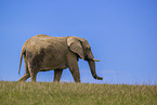 Afrikanischer Elefant