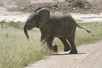 Afrikanischer Elefant