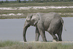 Afrikanischer Elefant