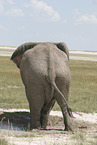 Afrikanischer Elefant