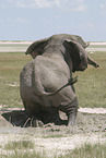 Afrikanischer Elefant