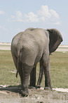 Afrikanischer Elefant