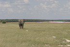 Afrikanischer Elefant