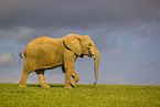 Afrikanischer Elefant
