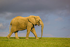Afrikanischer Elefant