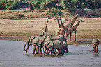 Afrikanischer Elefant
