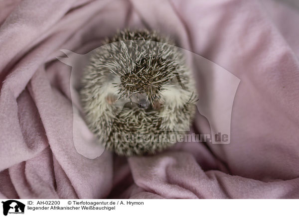 liegender Afrikanischer Weibauchigel / lying African Pygmy Hedgehog / AH-02200