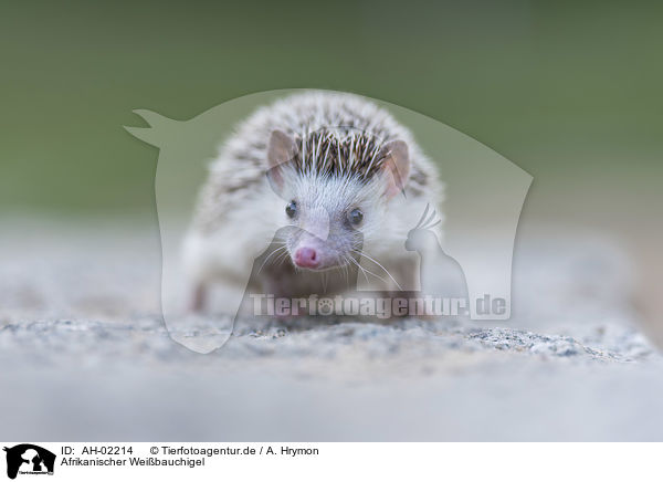 Afrikanischer Weibauchigel / African Pygmy Hedgehog / AH-02214