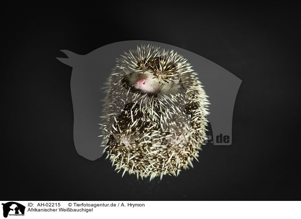 Afrikanischer Weibauchigel / African Pygmy Hedgehog / AH-02215