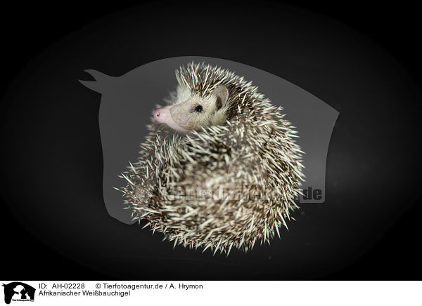 Afrikanischer Weibauchigel / African Pygmy Hedgehog / AH-02228