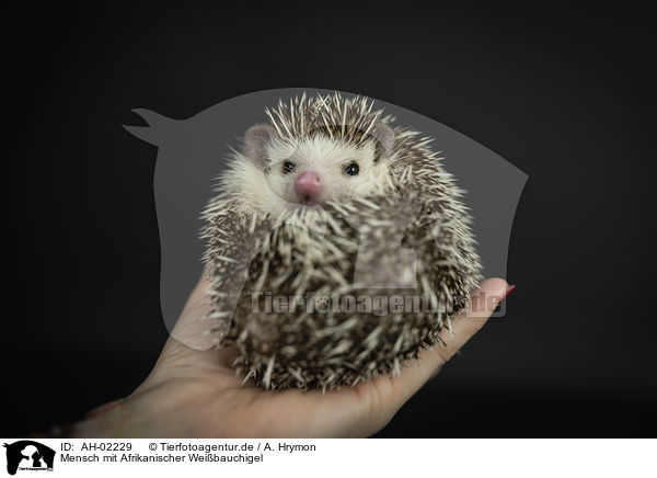 Mensch mit Afrikanischer Weibauchigel / human with African Pygmy Hedgehog / AH-02229