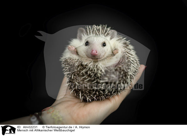 Mensch mit Afrikanischer Weibauchigel / human with African Pygmy Hedgehog / AH-02231