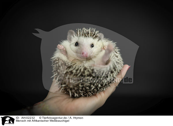 Mensch mit Afrikanischer Weibauchigel / human with African Pygmy Hedgehog / AH-02232