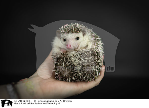 Mensch mit Afrikanischer Weibauchigel / human with African Pygmy Hedgehog / AH-02233