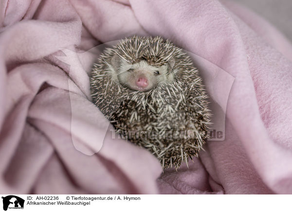 Afrikanischer Weibauchigel / African Pygmy Hedgehog / AH-02236