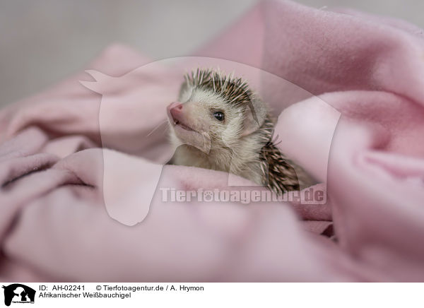 Afrikanischer Weibauchigel / African Pygmy Hedgehog / AH-02241