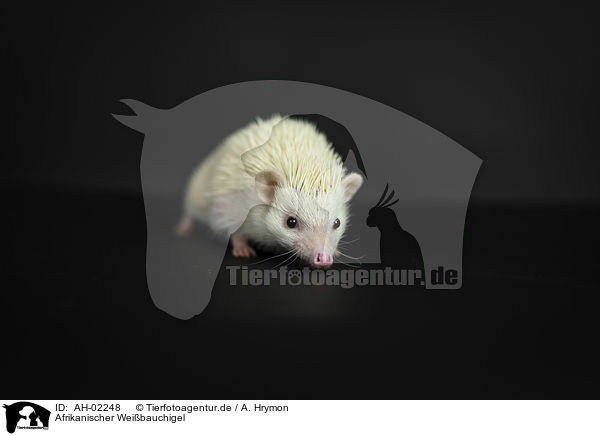 Afrikanischer Weibauchigel / African Pygmy Hedgehog / AH-02248