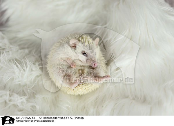 Afrikanischer Weibauchigel / African Pygmy Hedgehog / AH-02253