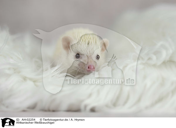 Afrikanischer Weibauchigel / African Pygmy Hedgehog / AH-02254