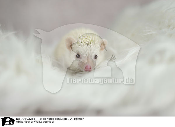 Afrikanischer Weibauchigel / African Pygmy Hedgehog / AH-02255