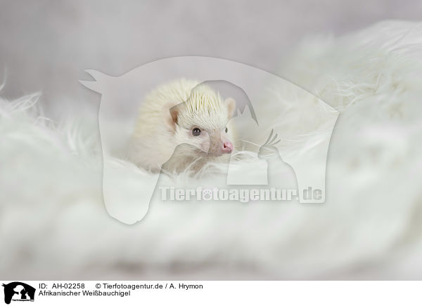 Afrikanischer Weibauchigel / African Pygmy Hedgehog / AH-02258