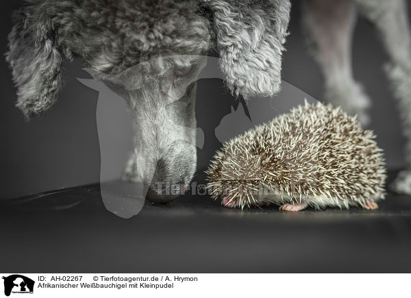 Afrikanischer Weibauchigel mit Kleinpudel / African Pygmy Hedgehog with Standard Poodle / AH-02267