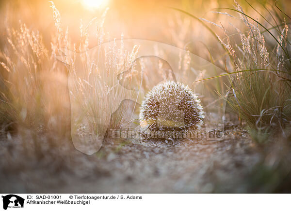 Afrikanischer Weibauchigel / African Pygmy Hedgehog / SAD-01001
