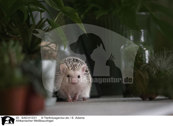 Afrikanischer Weibauchigel / African Pygmy Hedgehog / SAD-01031