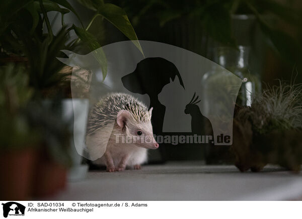 Afrikanischer Weibauchigel / African Pygmy Hedgehog / SAD-01034