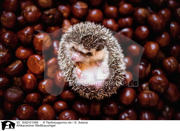 Afrikanischer Weibauchigel / African Pygmy Hedgehog / SAD-01086