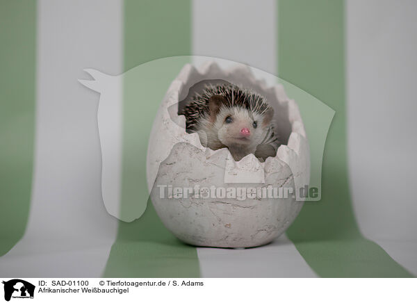 Afrikanischer Weibauchigel / African Pygmy Hedgehog / SAD-01100