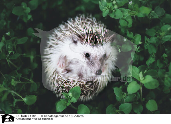 Afrikanischer Weibauchigel / African Pygmy Hedgehog / SAD-01186