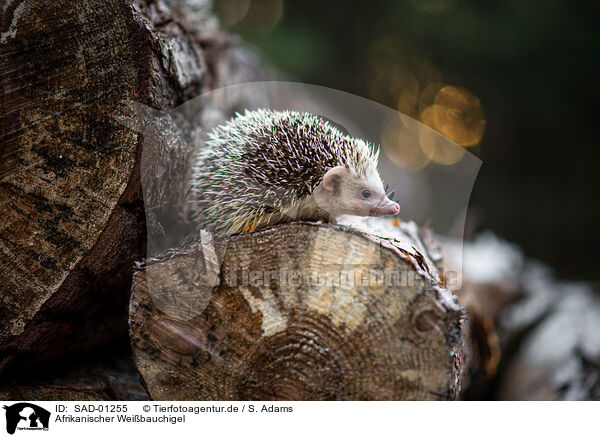 Afrikanischer Weibauchigel / African Pygmy Hedgehog / SAD-01255
