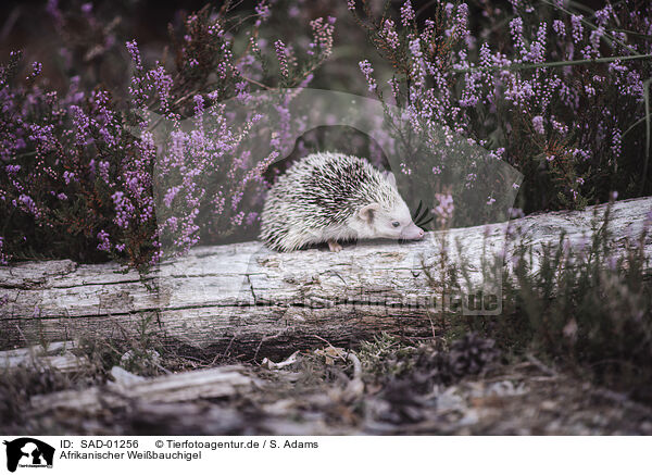 Afrikanischer Weibauchigel / African Pygmy Hedgehog / SAD-01256