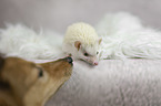 Afrikanischer Weibauchigel mit Sheltie