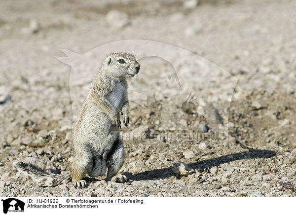 Afrikanisches Borstenhrnchen / African ground squirell / HJ-01922