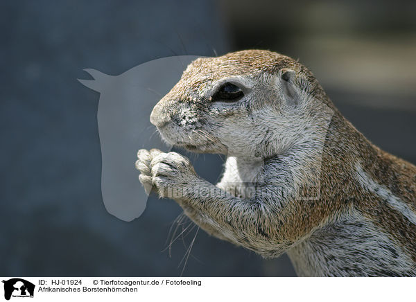 Afrikanisches Borstenhrnchen / African ground squirell / HJ-01924