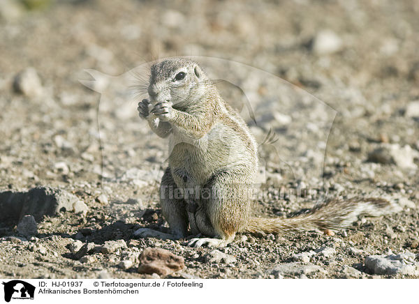 Afrikanisches Borstenhrnchen / African ground squirell / HJ-01937