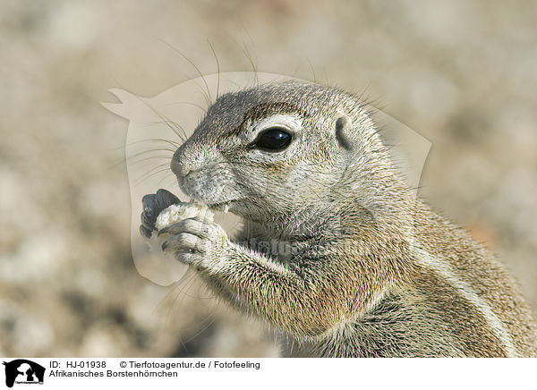 Afrikanisches Borstenhrnchen / African ground squirell / HJ-01938