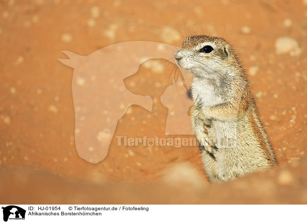 Afrikanisches Borstenhrnchen / African ground squirell / HJ-01954