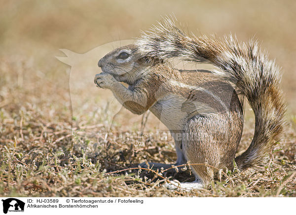 Afrikanisches Borstenhrnchen / african ground squirrel / HJ-03589