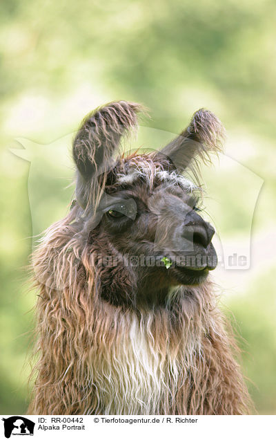 Alpaka Portrait / alpaca head / RR-00442