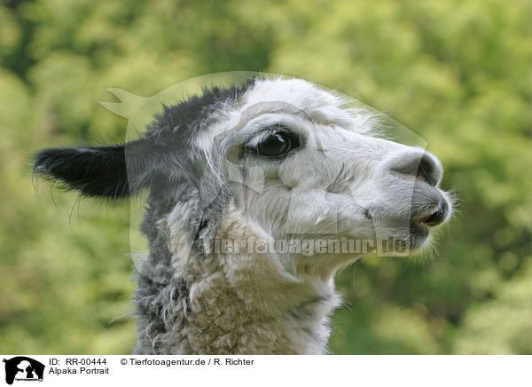 Alpaka Portrait / alpaca head / RR-00444