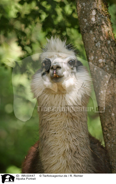 Alpaka Portrait / alpaca head / RR-00447