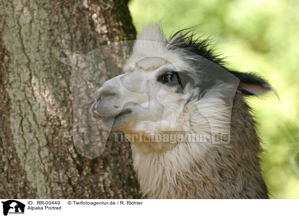 Alpaka Portrait / alpaca head / RR-00449