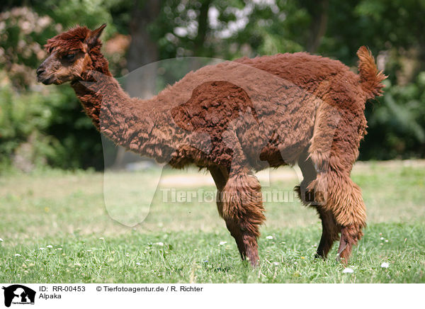 Alpaka / alpaca / RR-00453