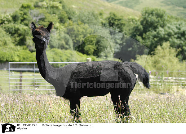 Alpaka / alpaca / CD-01228